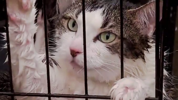 cats-rescued-during-hurricane-harvey
