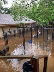 Little River Band launches fund raiser in efforts to help furry and feathered victims of Hurricane Harvey